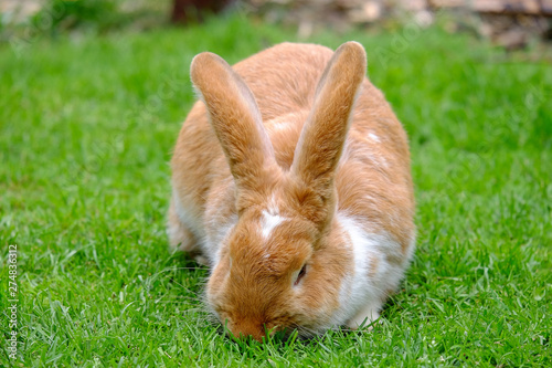 Fluffy rabbit with white and red fur in the grass.