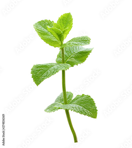 Green mint leaves isolated photo