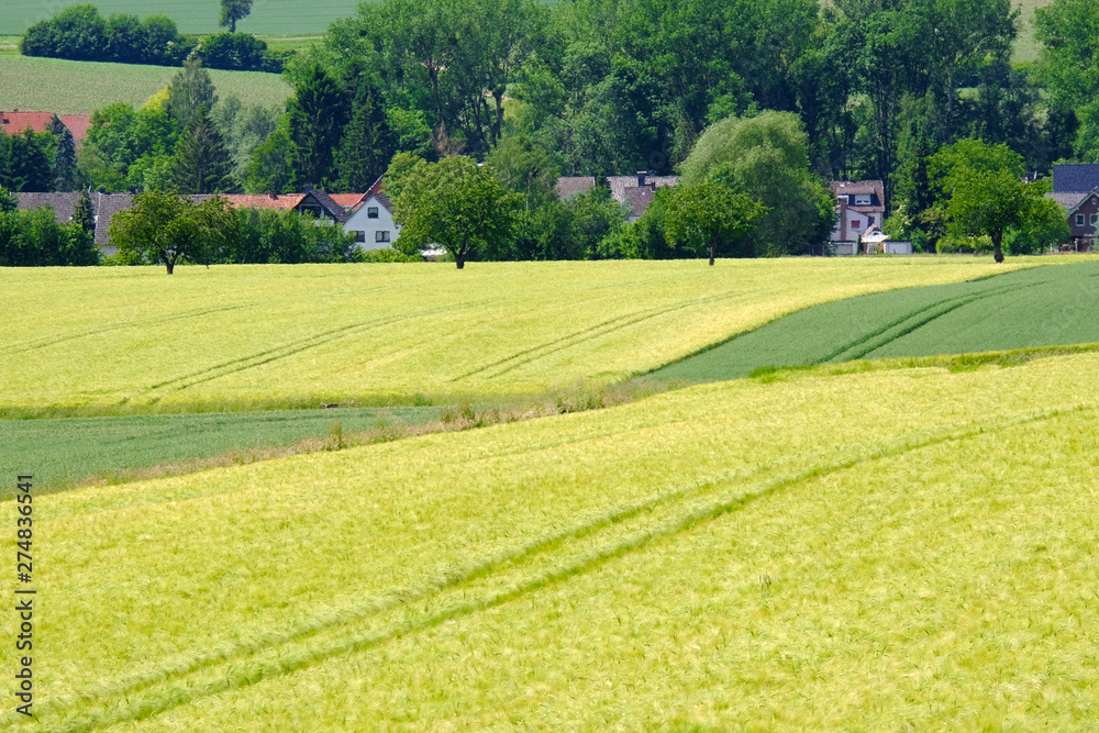 View on the agricultural fields with grain in Germany.