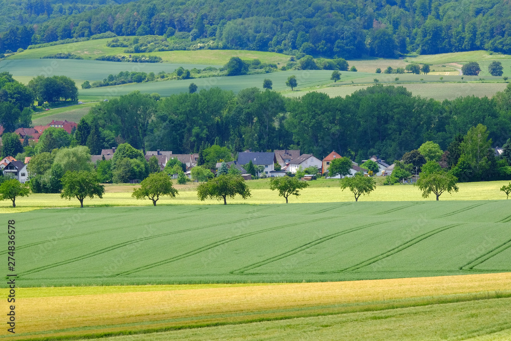 View on the agricultural fields with grain in Germany.