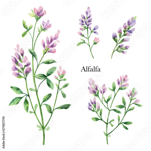 Hand drawn watercolor vector botanical illustration of Alfalfa.