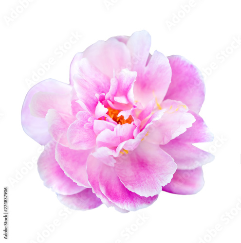 Pink peony flower