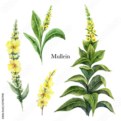 Hand drawn watercolor vector botanical illustration of Mullein.