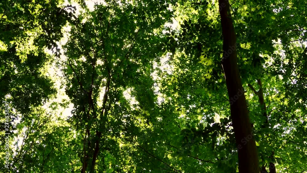 Green summer forest. The sun's rays shine through the branches of trees with green leaves. Clean ecology. Green summer forest. The sun's rays shine through the branches of trees with green leaves. Clean ecology.