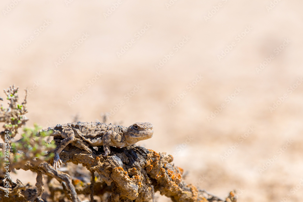 Phrynocephalus helioscopus agama close portrait of in nature Phrynocephalus helioscopus agama close portrait of in nature