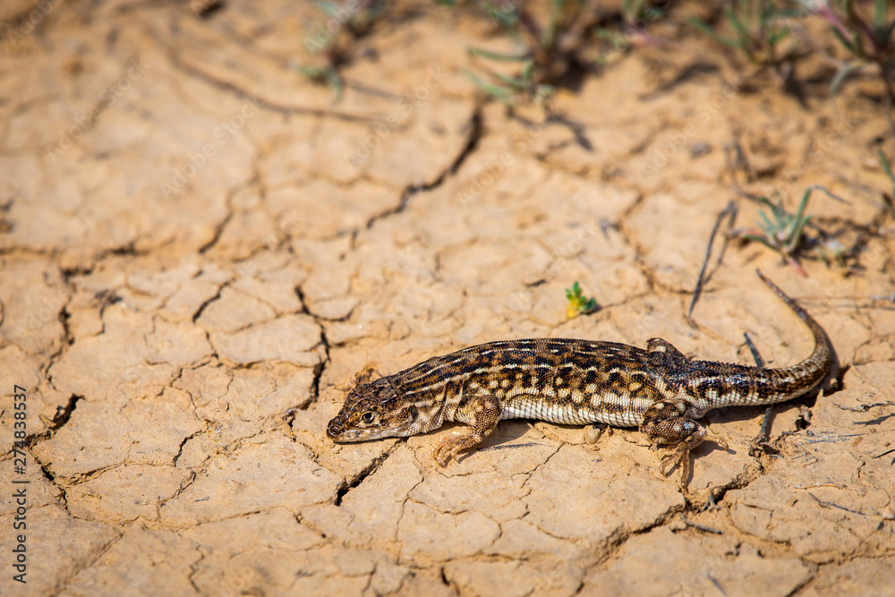 Steppe runner lizard or Eremias arguta close on dry ground