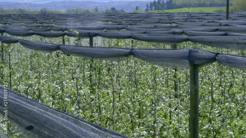 Farmer on an apple plantation drives with a narrow gauge tractor trough the fields and sprays pesticide onto the apple blossoms. mountains in the background. wide shot, outdoor, sunny day photo