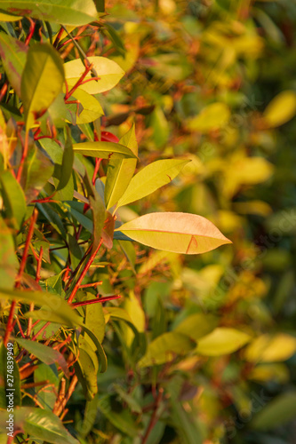 colorful leaves on a bush as background
