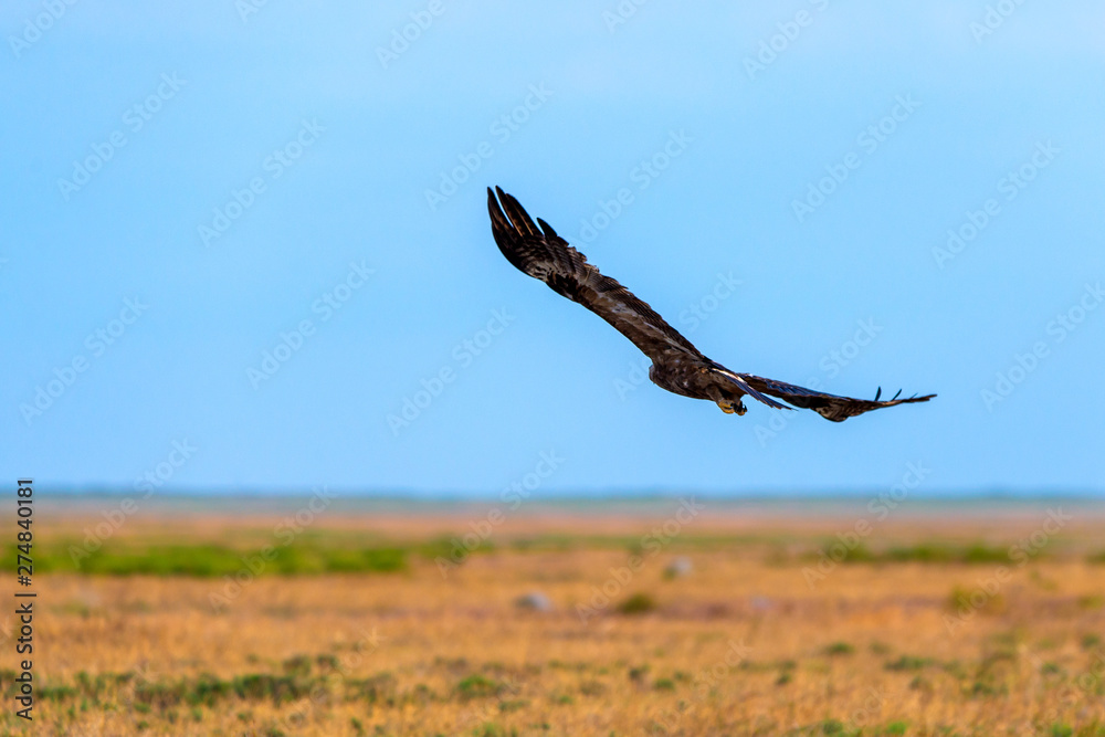 Flight of Steppe eagle or Aquila nipalensis Flight of Steppe eagle or Aquila nipalensis