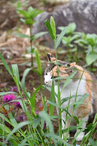 草を食べる猫 © tomo