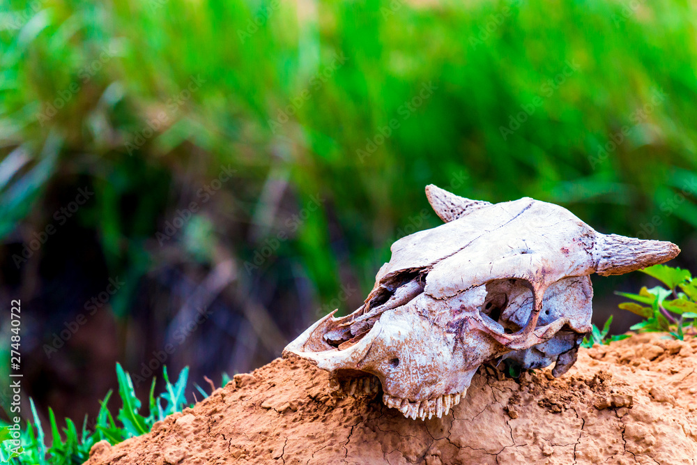 Close uo old cow skull on ground Close uo old cow skull on ground