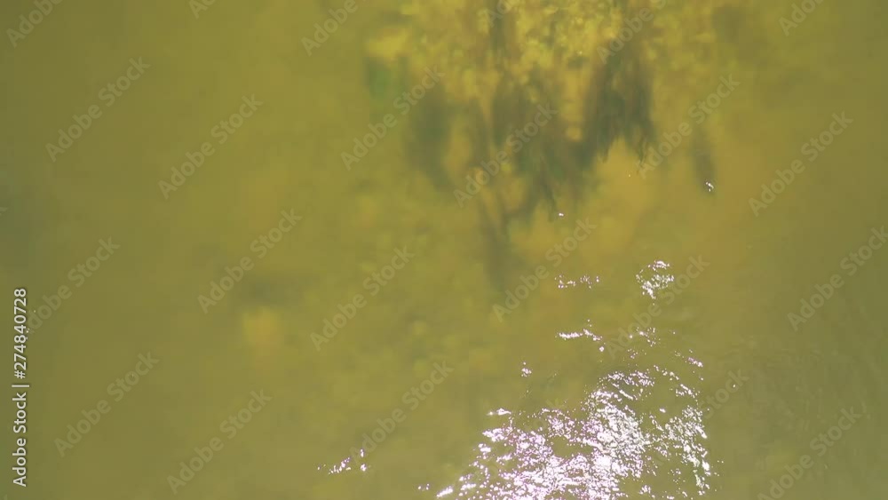 AERIAL: Camera Down Shot of River Water Current with Water Grass Visible in the River Bed AERIAL: Camera Down Shot of River Water Current with Water Grass Visible in the River Bed
