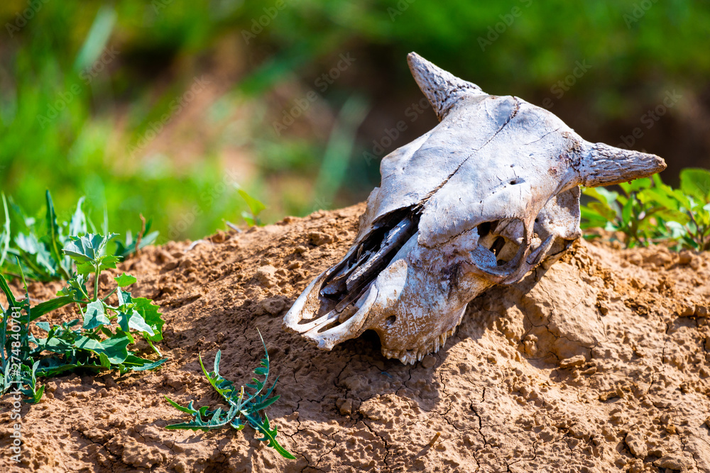 Close uo old cow skull on ground Close uo old cow skull on ground