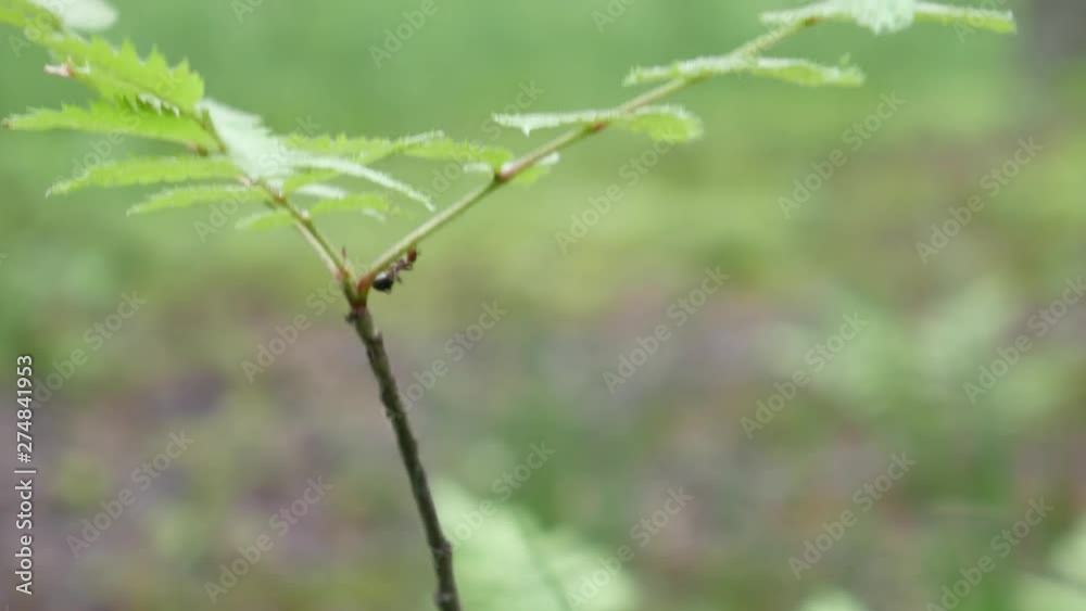 A branch, fluttering in the wind against the backdrop of an old forest. A branch, fluttering in the wind against the backdrop of an old forest.