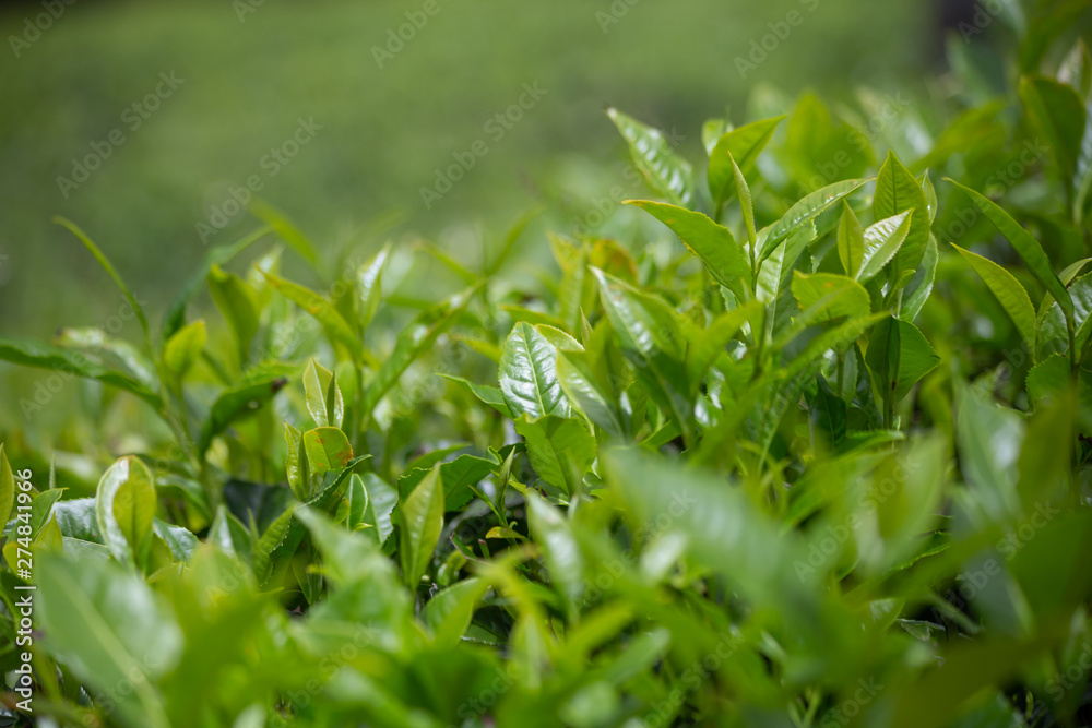 Tea plantation. Tea leaves, close-up. Green, fresh, tea leaves growing on the plantation. Tea in the sun