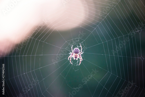 spider weaves a web of close-up, macro background