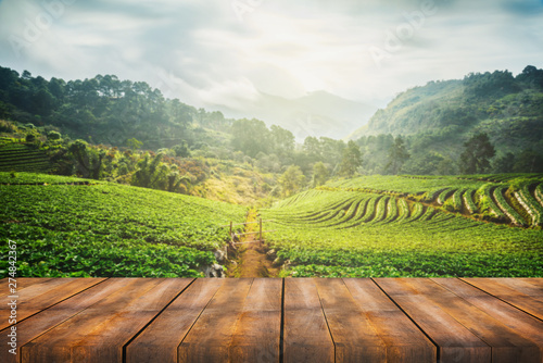 wooden table with scenic view of strawberry field at Doi Ang Khang  Chiang Mai  Thailand