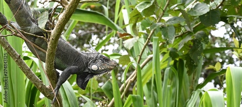 Iguana in its original rain forest habitat near the Amazon river, Colombia