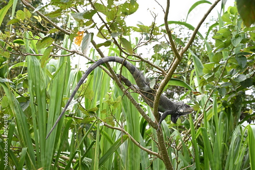 Iguana in its original rain forest habitat near the Amazon river, Colombia