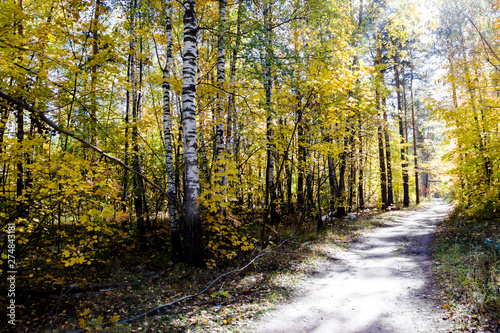 Autumn forest nature. Vivid morning in colorful forest with sun rays through branches of trees.