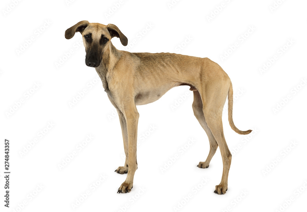 Cute Arabian Sloughi dog isolated on a white Cute Arabian Sloughi dog isolated on a white