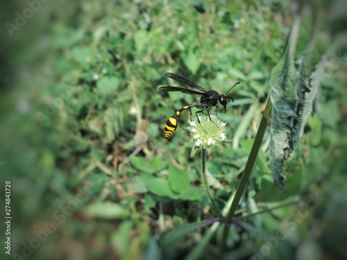 flower-sucking beetle in the garden