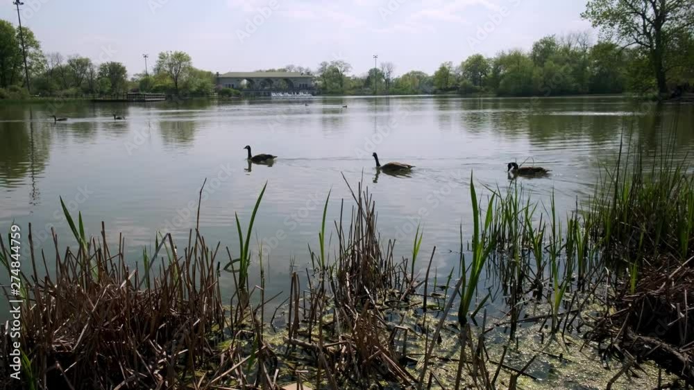Three geese swim in a line together in a park in Chicago, IL. Three geese swim in a line together in a park in Chicago, IL.