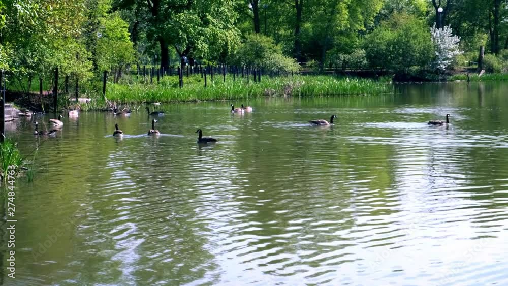 Several geese flap their wings and swim around a pond. Several geese flap their wings and swim around a pond.