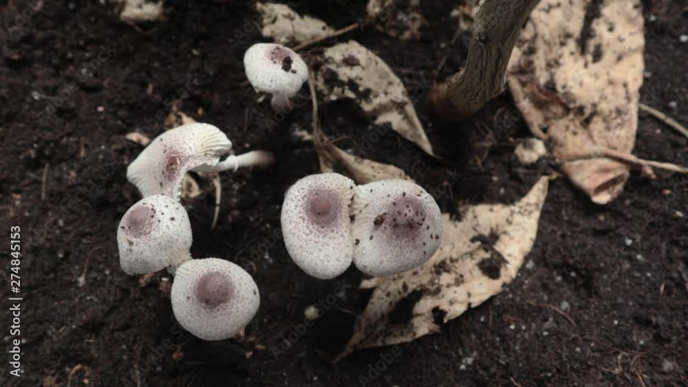 Close UP shots of Lepiota mushrooms Growing in Brown Soil and Dead Leafs Close UP shots of Lepiota mushrooms Growing in Brown Soil and Dead Leafs