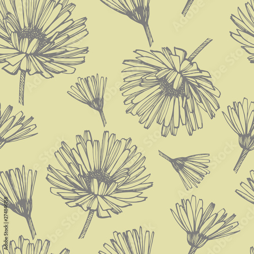 Calendula or daisy flower. Botanical illustration. Good for cosmetics  medicine  treating  aromatherapy  nursing  package design  field bouquet. Seamless pattern.