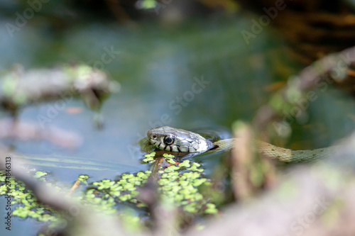 Grass snake (Natrix natrix) swimming in a small creek in the nature protection area Moenchbruch near Frankfurt, Germany. © DirkR