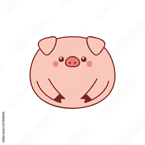 Cute fat pig