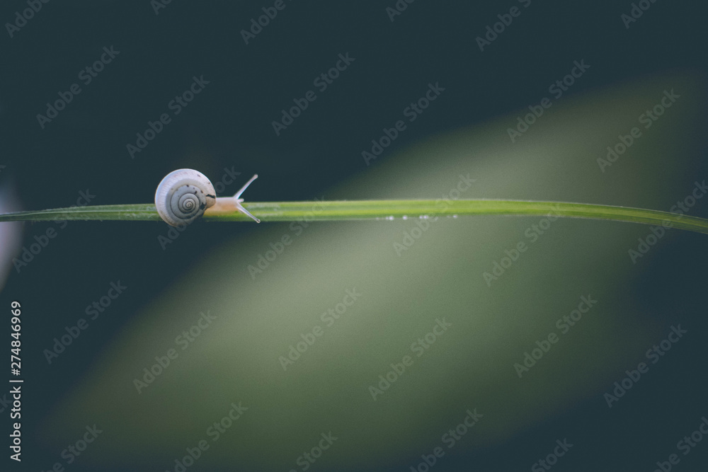 snail on branch