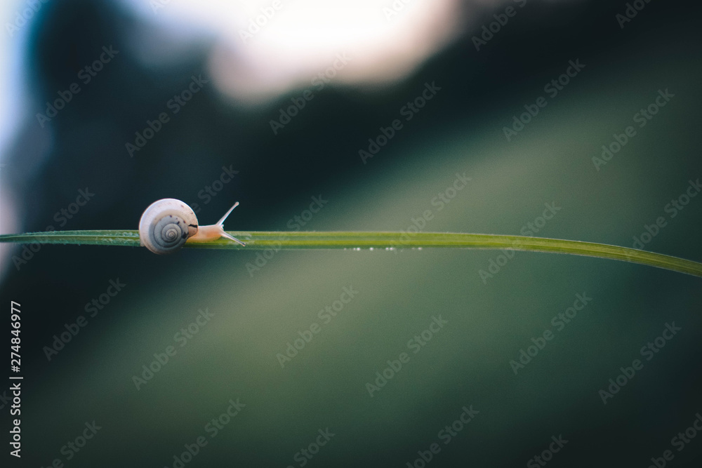 snail on branch