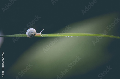 Obraz na płótnie snail on branch w salonie