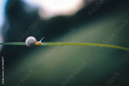 Obraz na płótnie snail on branch w salonie