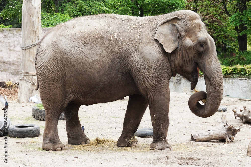 Fototapeta premium small elephant from africa