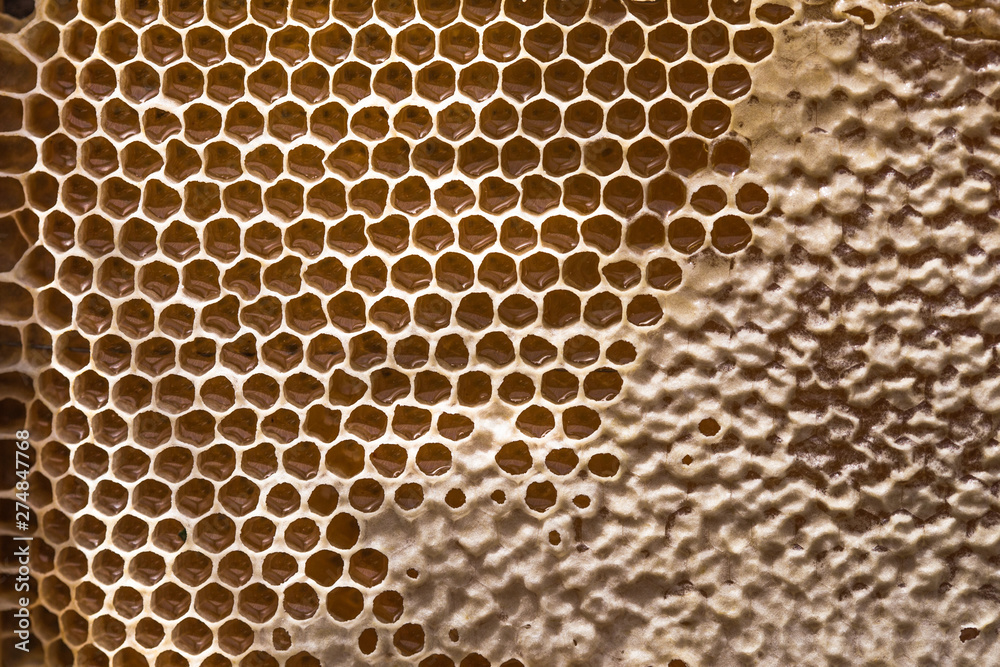 honey comb on the table. Top view. Honey background. honey comb on the table. Top view. Honey background.