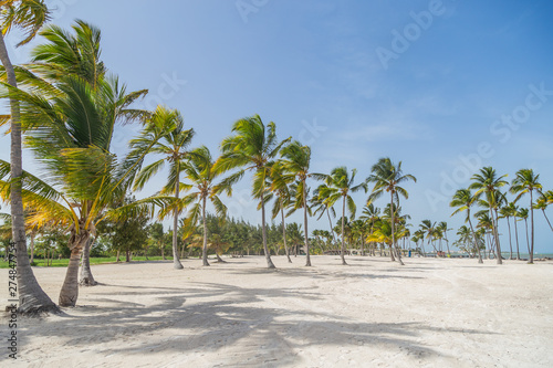 White sandy beach on a tropical island. Tall palm trees on the white sand beach. Palms and seashore.