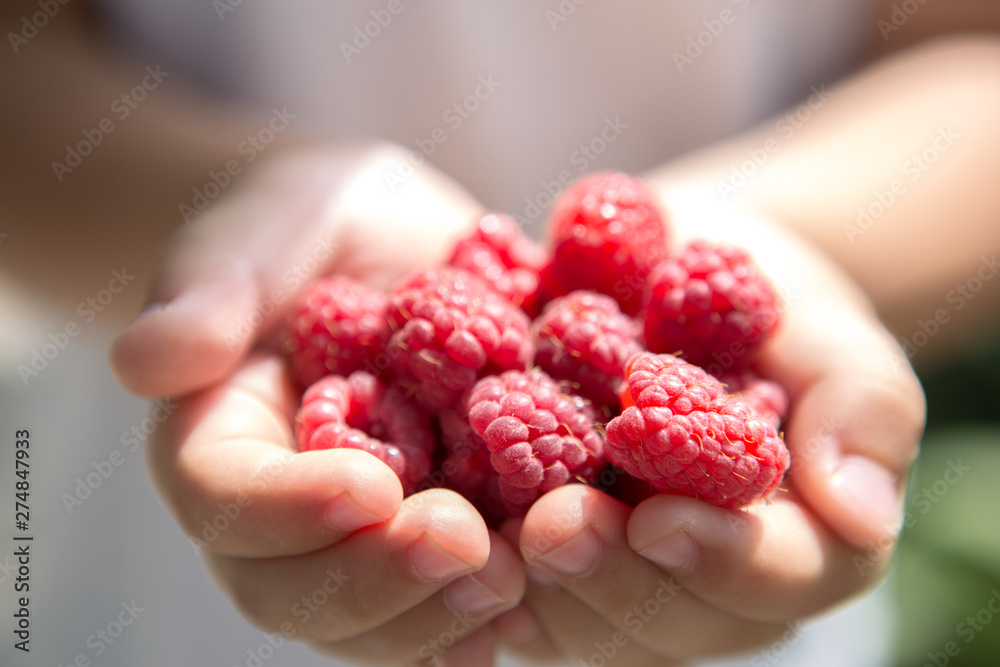 Heart from raspberries in children's hands on a green background Heart from raspberries in children's hands on a green background