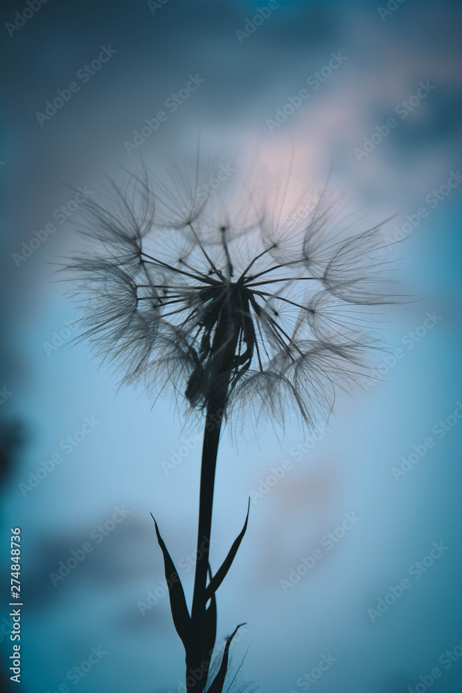 dandelion on a background of sky