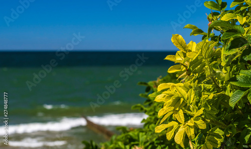 Coastal shrubs on the background of the moving sea