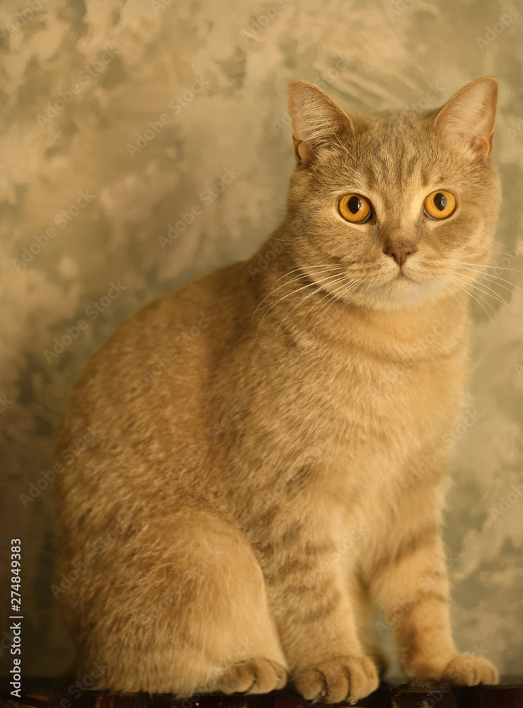 Magnificent brown british cat, closeup. Pure breed british cat on the sofa. 