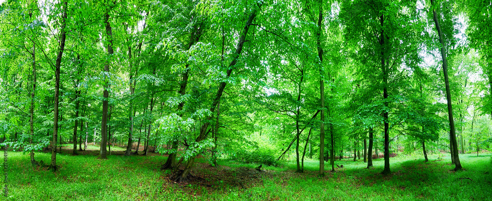 Obraz premium Green forest and grass with trees