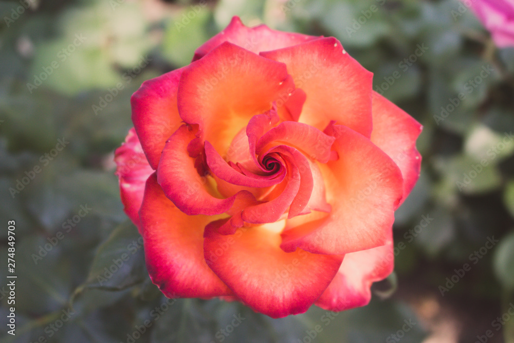 Beautiful red and orange rose flower in garden. Blooming rose on unfocused background. Floral love and romance symbol. Summer blossom concept. Colorful rose flower closeup. Red and yellow rose.