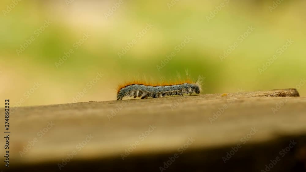 Extreme macro close up and extreme slow motion of a Western Tent Caterpillar moth walking on a wood railing. Extreme macro close up and extreme slow motion of a Western Tent Caterpillar moth walking on a wood railing.