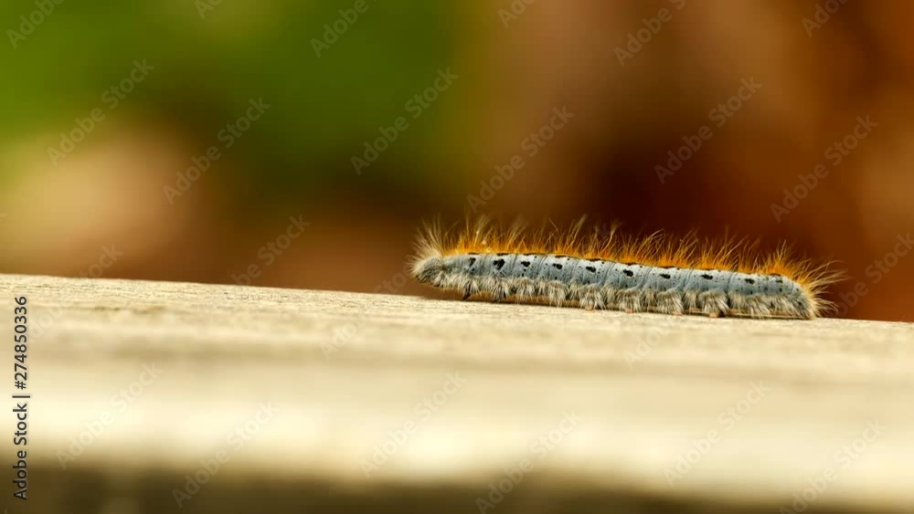 Extreme macro close up and extreme slow motion of a Western Tent Caterpillar moth walking on a wood railing. Extreme macro close up and extreme slow motion of a Western Tent Caterpillar moth walking on a wood railing.