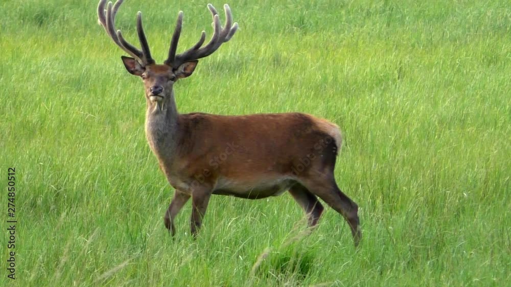 Curious Deer Buck on a meadow looking towards camera in slomotion Curious Deer Buck on a meadow looking towards camera in slomotion