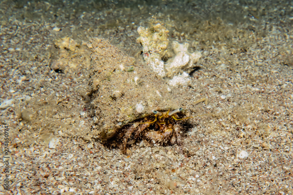 Bristled Hermit Crab in the Red Sea Colorful and beautiful, Eilat Israel