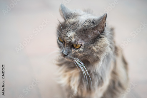 Grey cat portrait on street